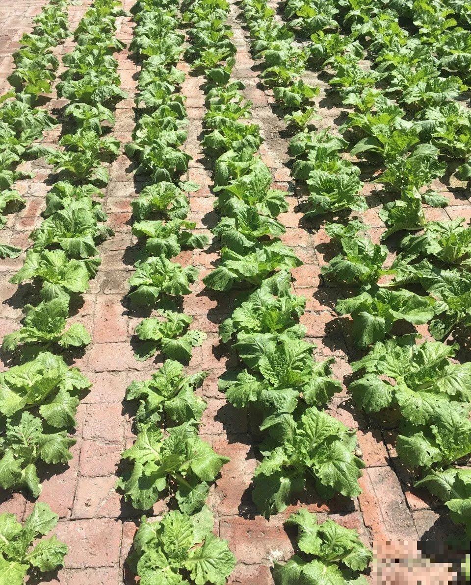 养花种菜，连墙缝都不放过，满墙多肉，羡煞旁人！