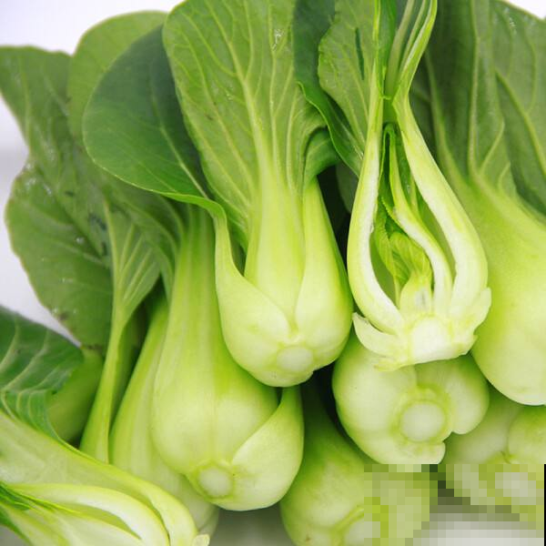 8月最适合种这菜，1周窜满盆薅不完，20天就能进锅！
