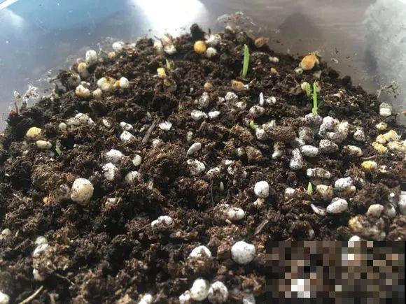 扔在门口的“韭菜”，竟然开出小百合，这花也太低调了！