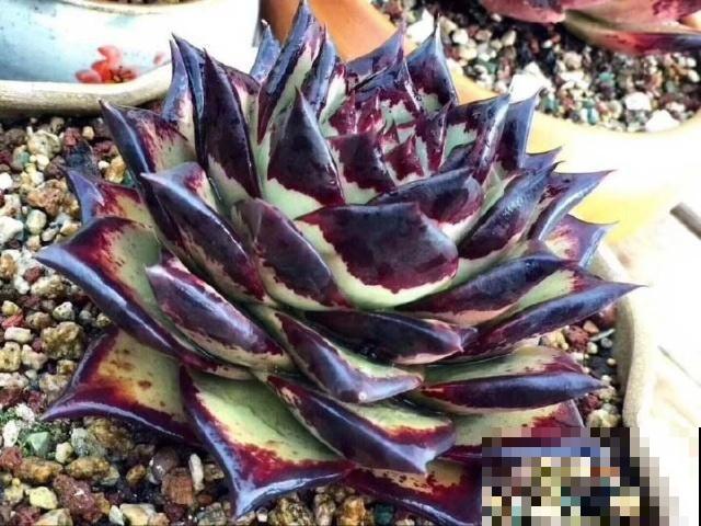 夏天养不好多肉？那是没挑对品种，这几种再热也不怕！