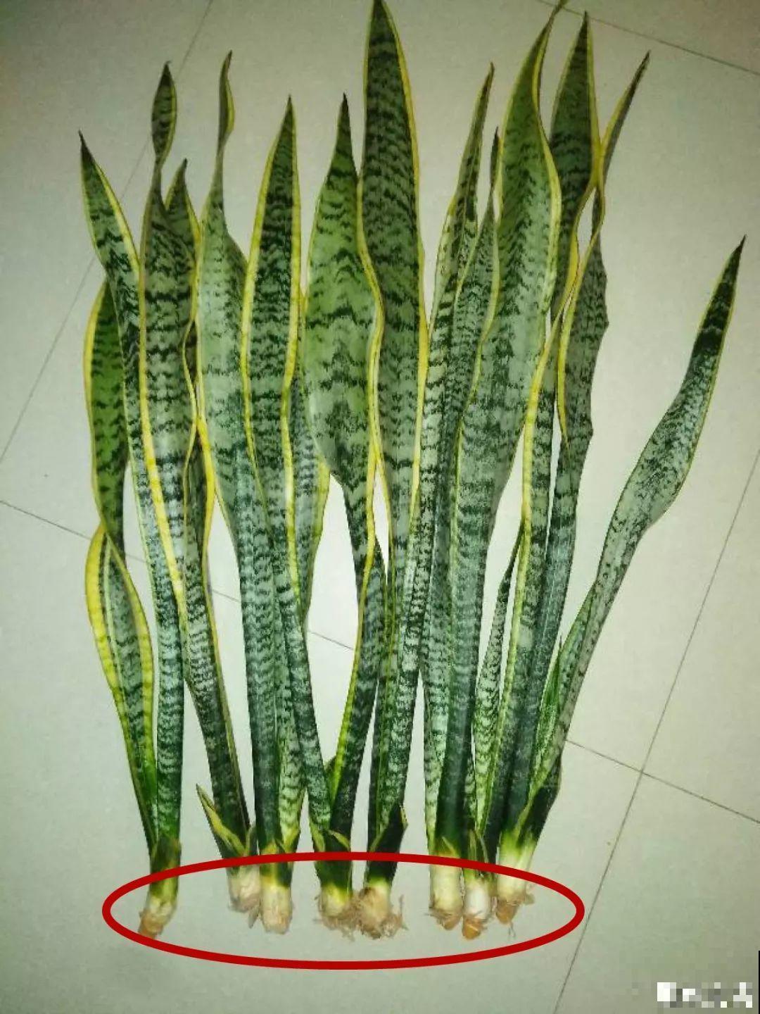 这3种花越是虐待越是长得好，新手也能养！
