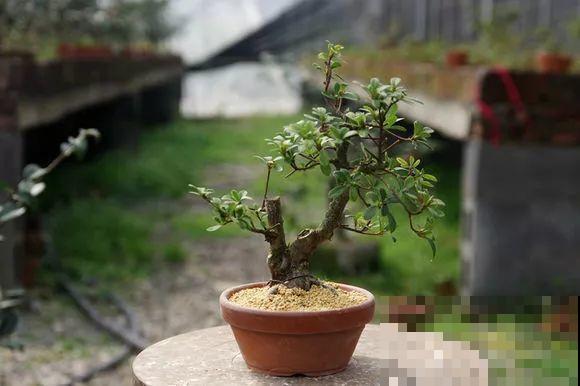 公认难养的花，他花10年时间养成盆景，价值翻倍！