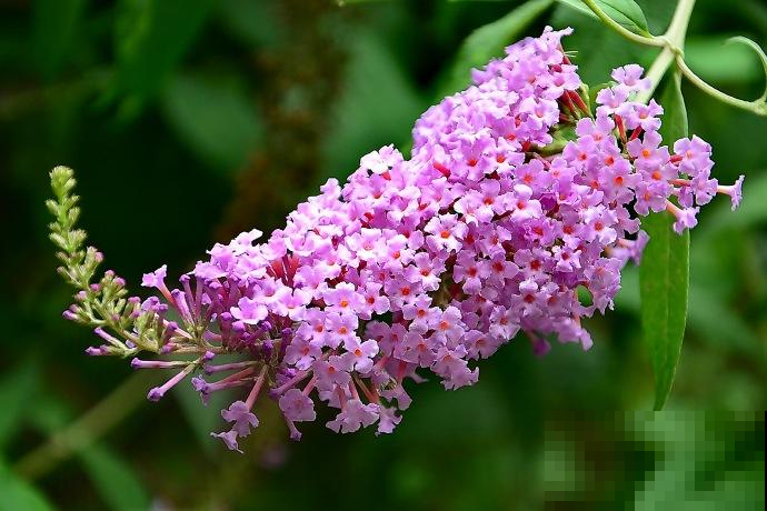 野外薅棵神秘草，揉碎扔湖里，一群鱼全醉倒随便你捞！