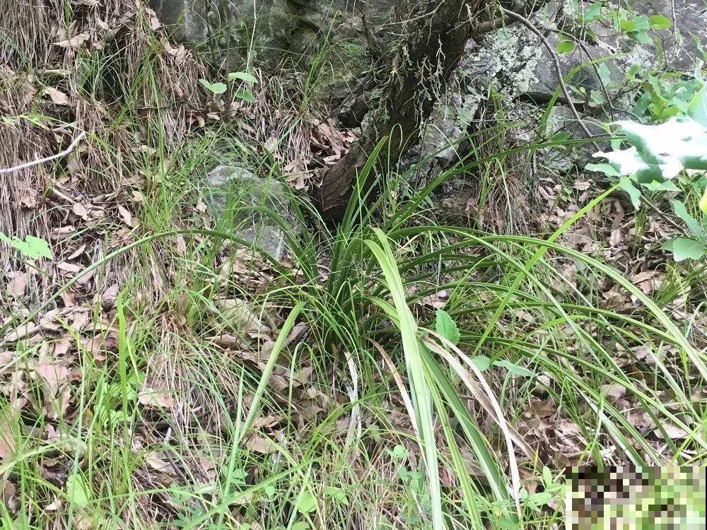 这12种野花，可是植物界的大熊猫，都受法律保护，可别采！