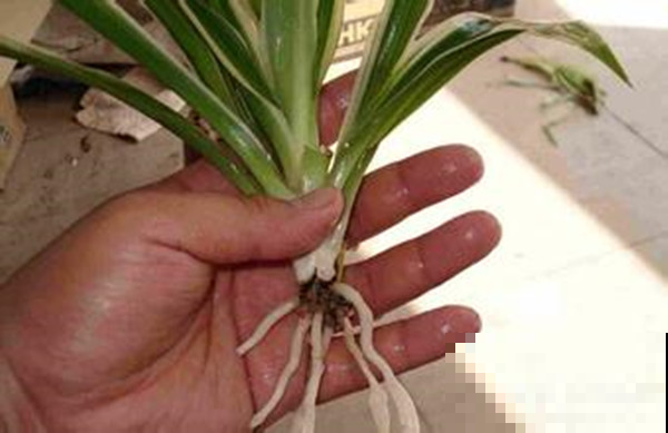 没时间给吊兰浇水，那不如扔了花盆改水培，大白根系看着就过瘾！