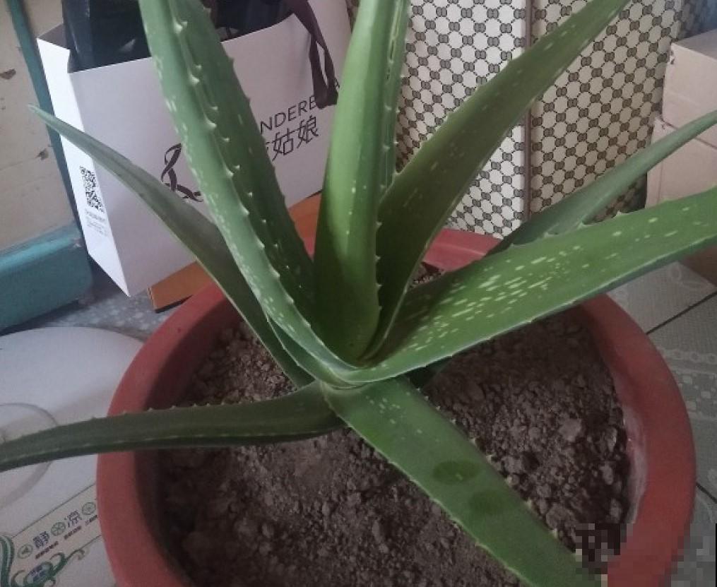 耐冻的花卉，你们家里养了那些？