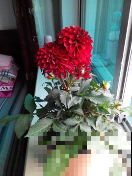 盆栽大丽花开到爆，这样的花朵谁不想养！
