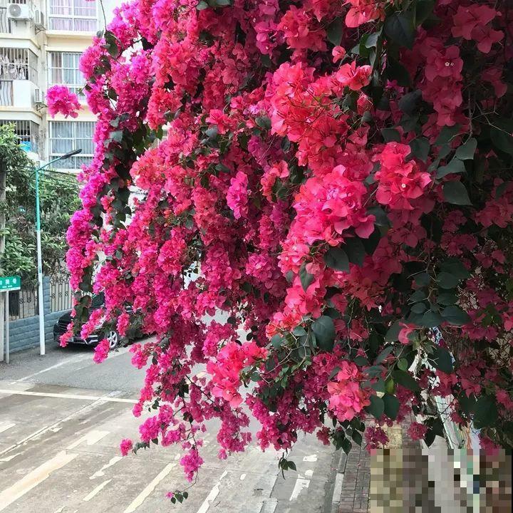 这花就要种在大门口，霸气上档次，能开出头一条花路！