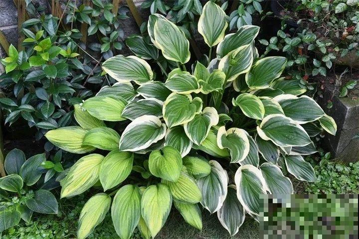 耐阴花就选它，叶子10个色，没光也能长爆盆！