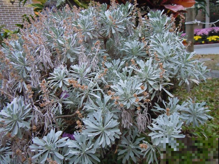 大自然可真神奇，这植物浑身“冰霜”，夏天最佳盆栽非它莫属！