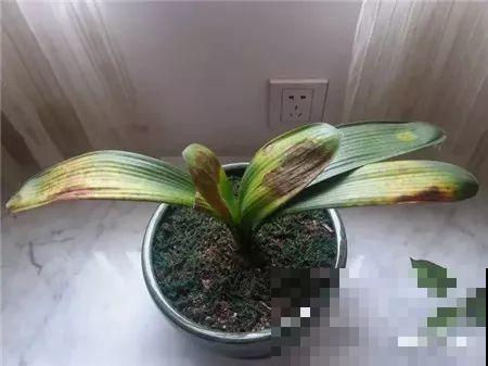 买花听到这4句话，掉头就走，不然坑的就是你！