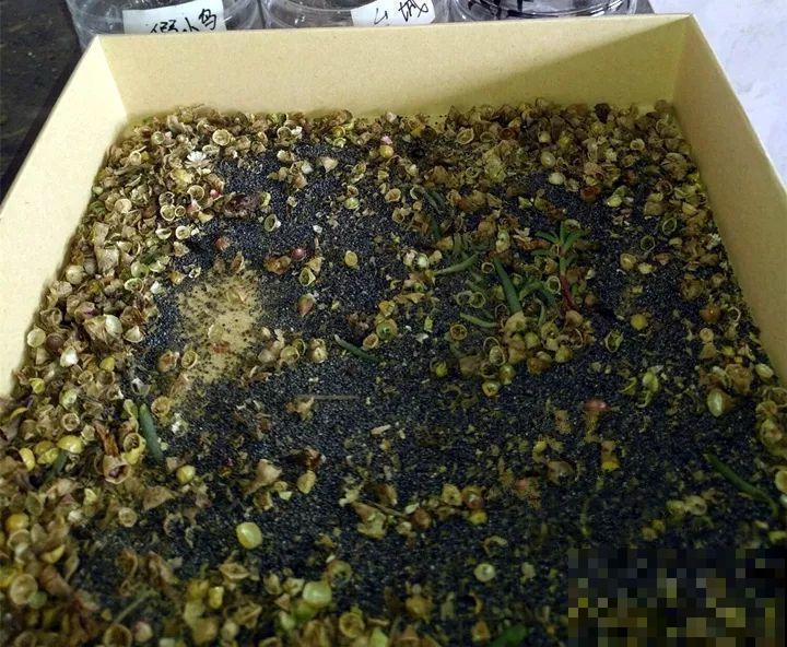 这花太能长，5年生了10麻袋，送人都送不完完！