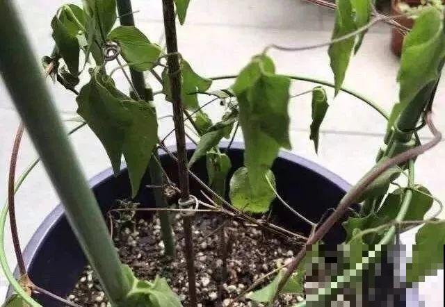 会休眠的12种花，想要安全度夏就别折腾，越浇水死的越快！
