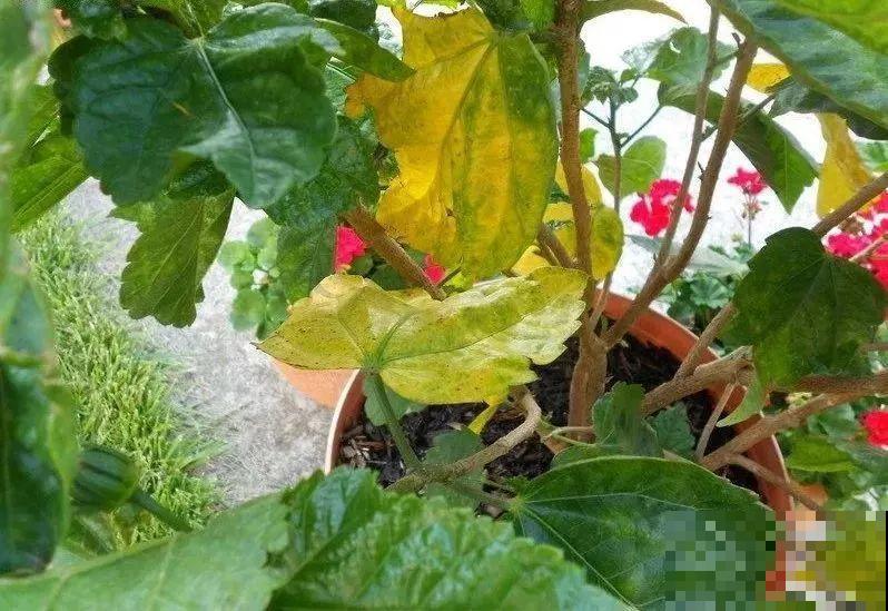 夏天养花黄叶子？赶紧剪一下，10天叶片绿的直滴油！