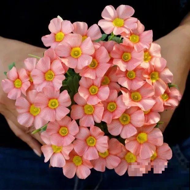 这花埋土里，不用剪就开爆，来年挖出来种球数翻10倍！