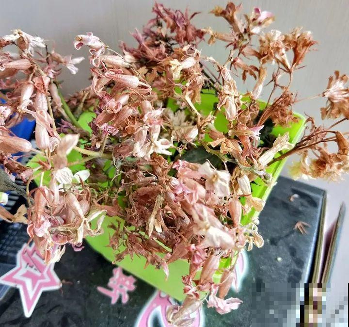 这花太能长，5年生了10麻袋，送人都送不完完！