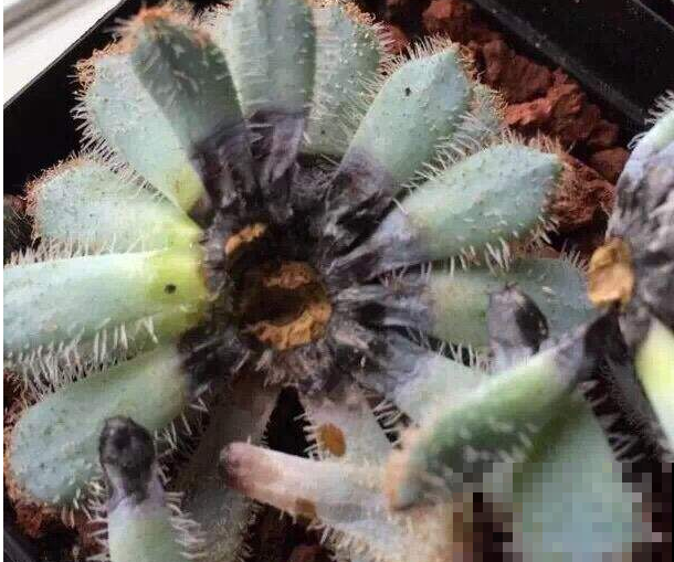 那些卡在夏天的多肉，不是烂根就是黑腐，连徒长都是奢求！