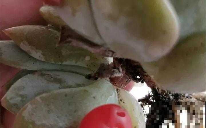 多肉养护大总结，这7点学会了，啥肉都能养得活！
