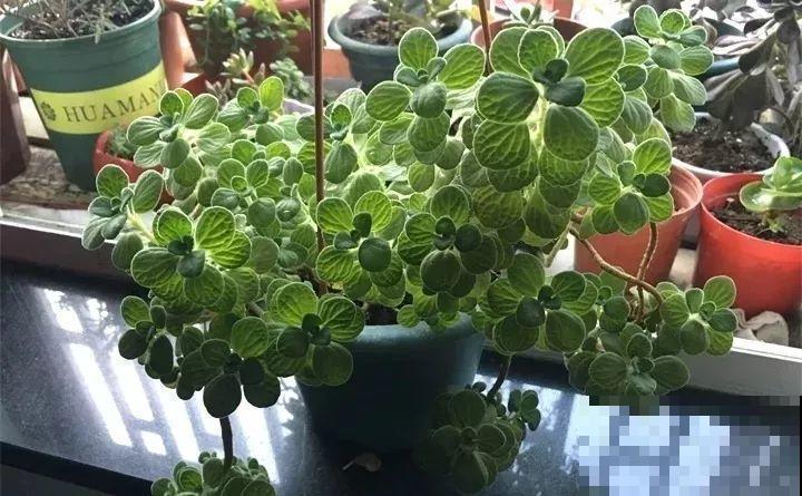 80种耐阴花，光线不好照样养的活，新手的救星！