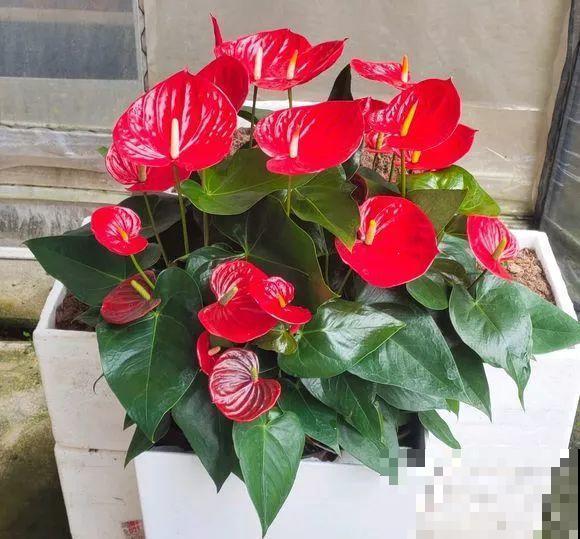 这花耐阴又吉祥，一片叶子巴掌大，比绿萝耐看多了！