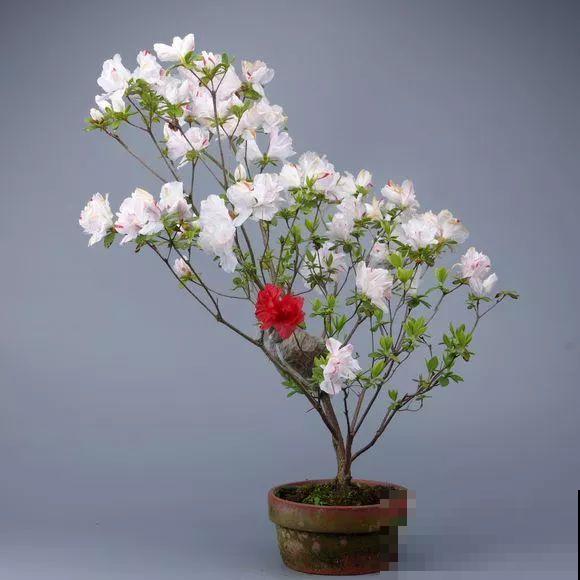 公认难养的花，他花10年时间养成盆景，价值翻倍！