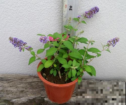 野外薅棵神秘草，揉碎扔湖里，一群鱼全醉倒随便你捞！