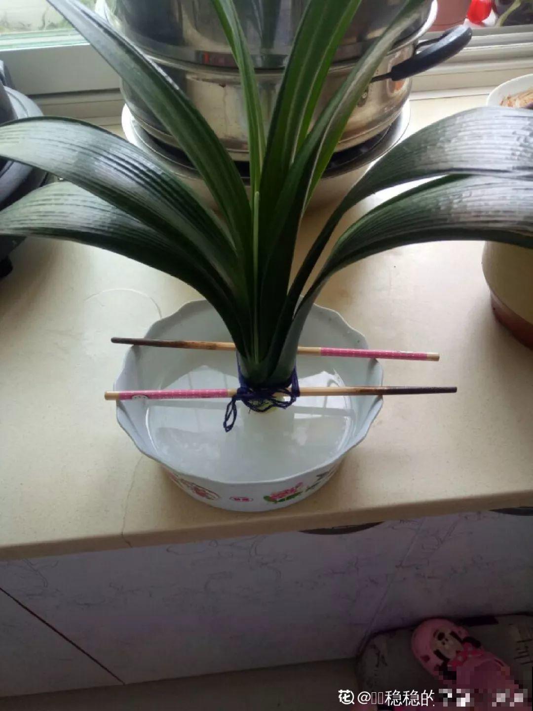 家里有这8种花，现在最容易死，别乱浇水！