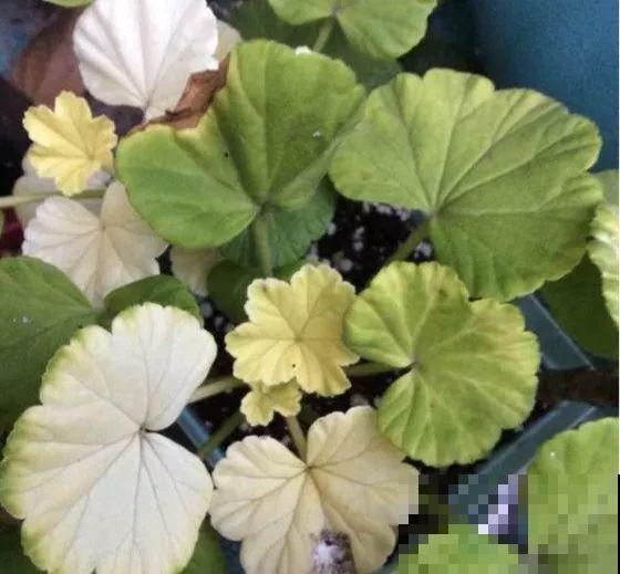 谁说这花夏必死？剪一刀添点土，立秋呼呼长新叶！
