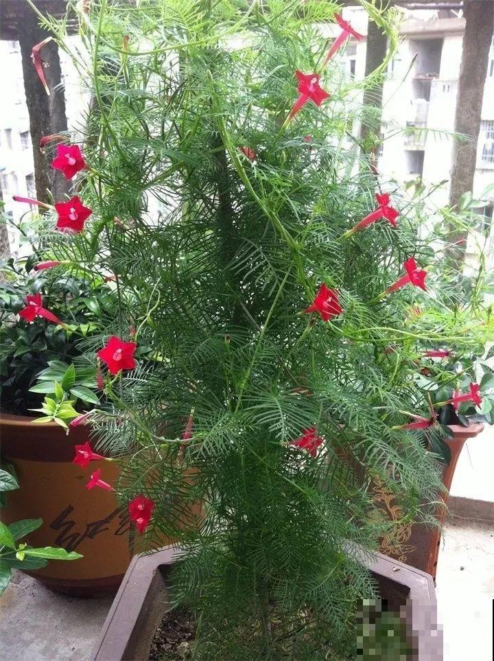 能开花的绿萝，一年四季开不败，这花养着真省心！