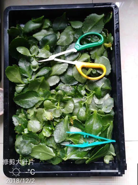 入秋就养这种花，剪一刀满头冒花苞，一开大半年！