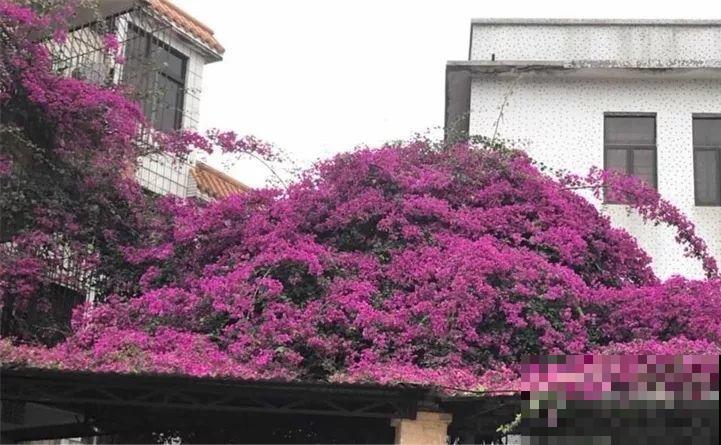 90岁老奶奶，用30年养出牡丹树王，长得比房顶还高！