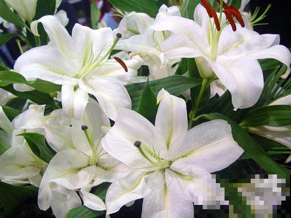 这6种花，养在家里不仅颜值高，一开花满屋飘香！
