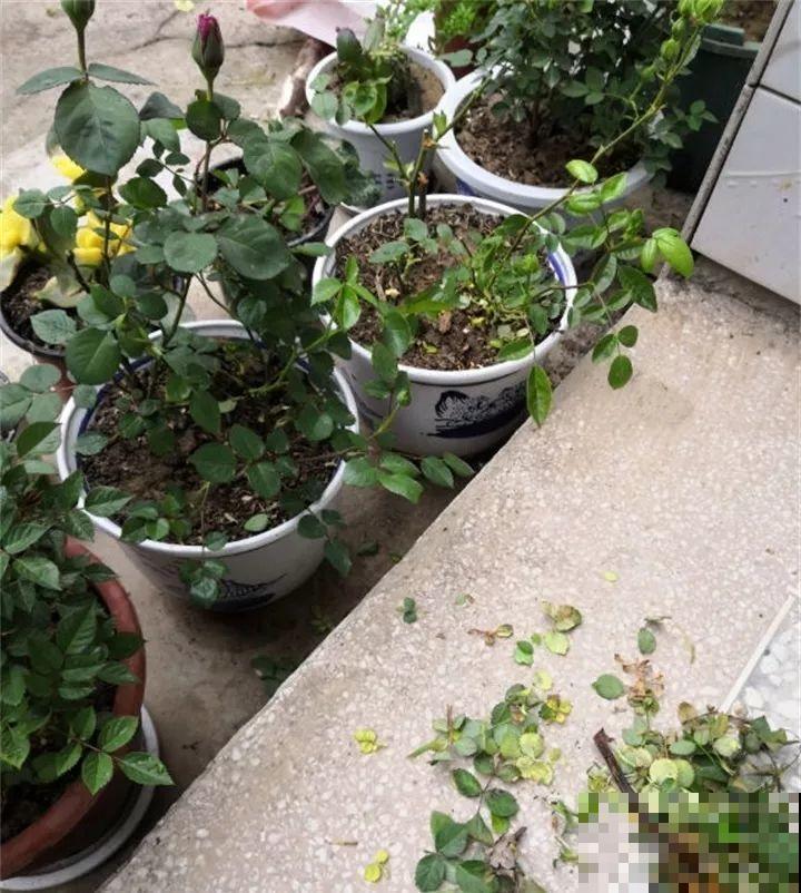 梅雨季节，正是扦插好时候，来年都不用买花了！