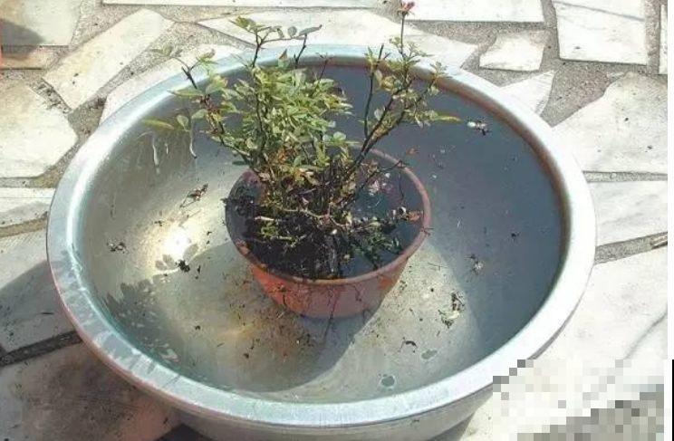 给花喷点它，蚂蚁蜗牛全杀死，家里再也不招虫！