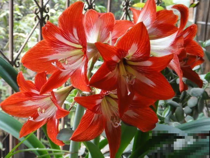 百合赏完了还有朱顶红，埋土里一月就开花，26个品种个个都耐寒！