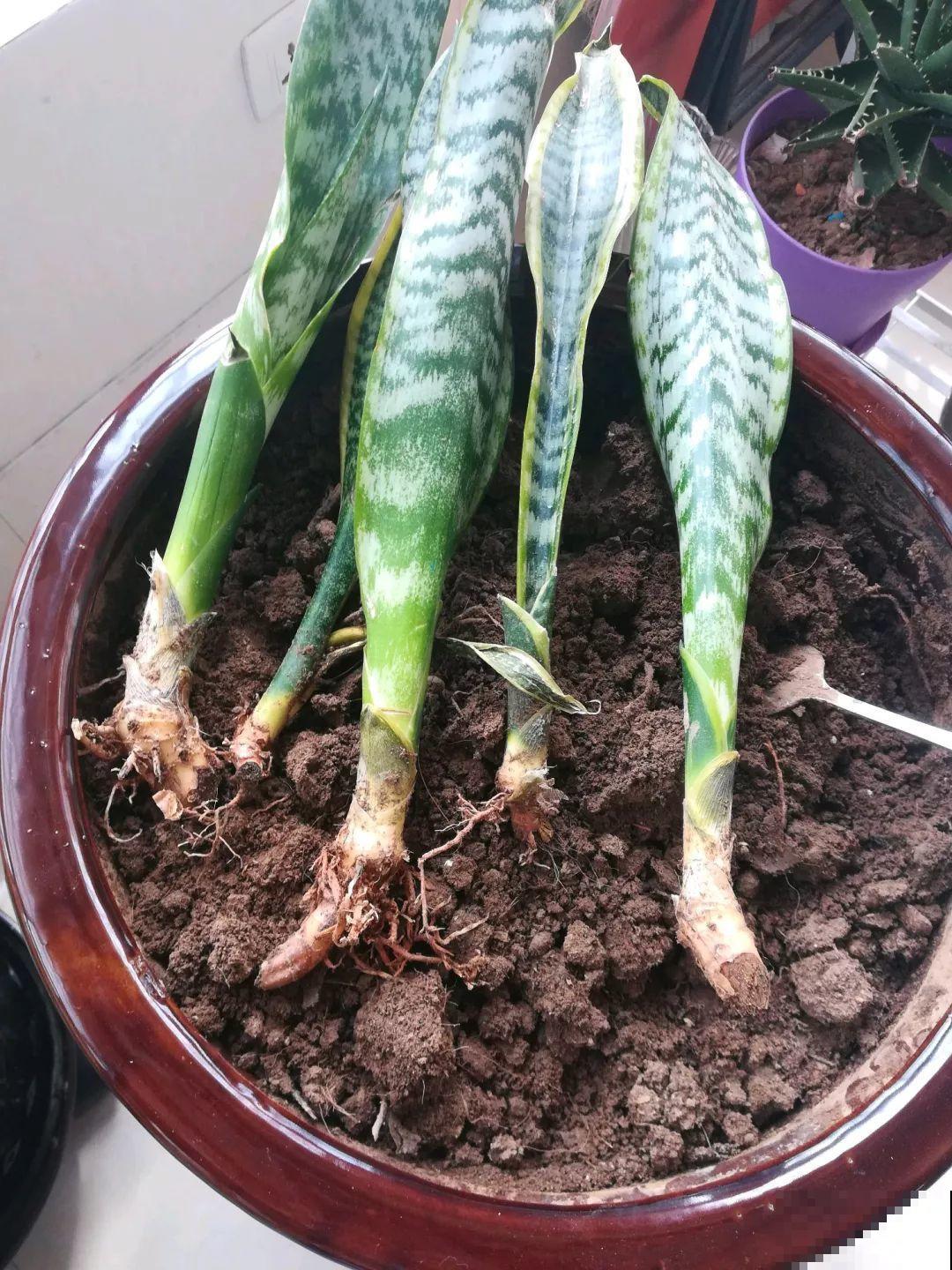 30种常见花的夏季浇水方法，告别烂根黄叶，养花无忧！