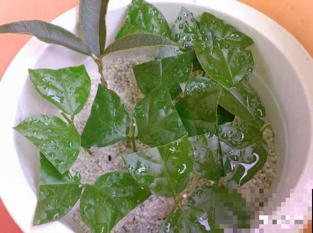 这花剪一茬开一茬，越晒花越多，整个夏天屋里都是香香的！