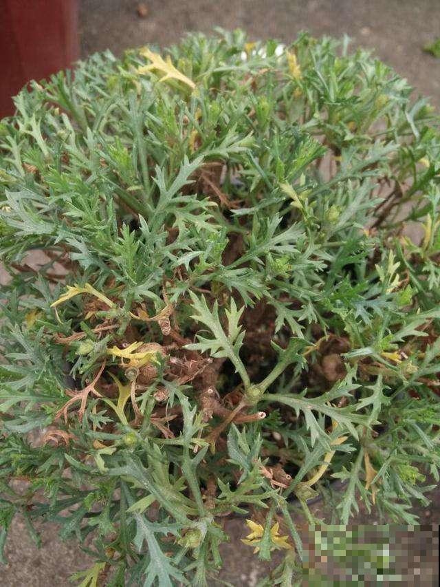 这花越剪越长，剃个小平头，开花多还不生病！