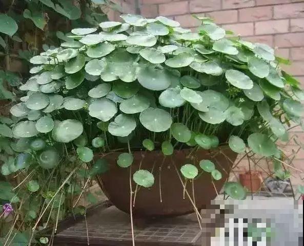 这花就得多喝水，1天1瓢水，轻轻松松养爆盆！