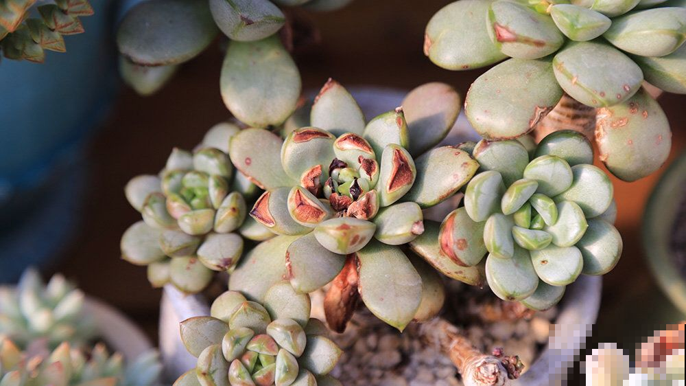 花突然出现黑斑或黄叶萎蔫？原来是这原因，再不注意就死翘翘！