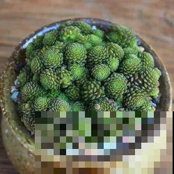 这5种多肉最难养，夏天还没过完就挂，新手慎入！