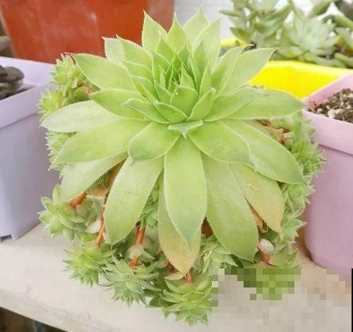 这8种多肉，现在扦插，插啥活啥，1个月就爆盆！