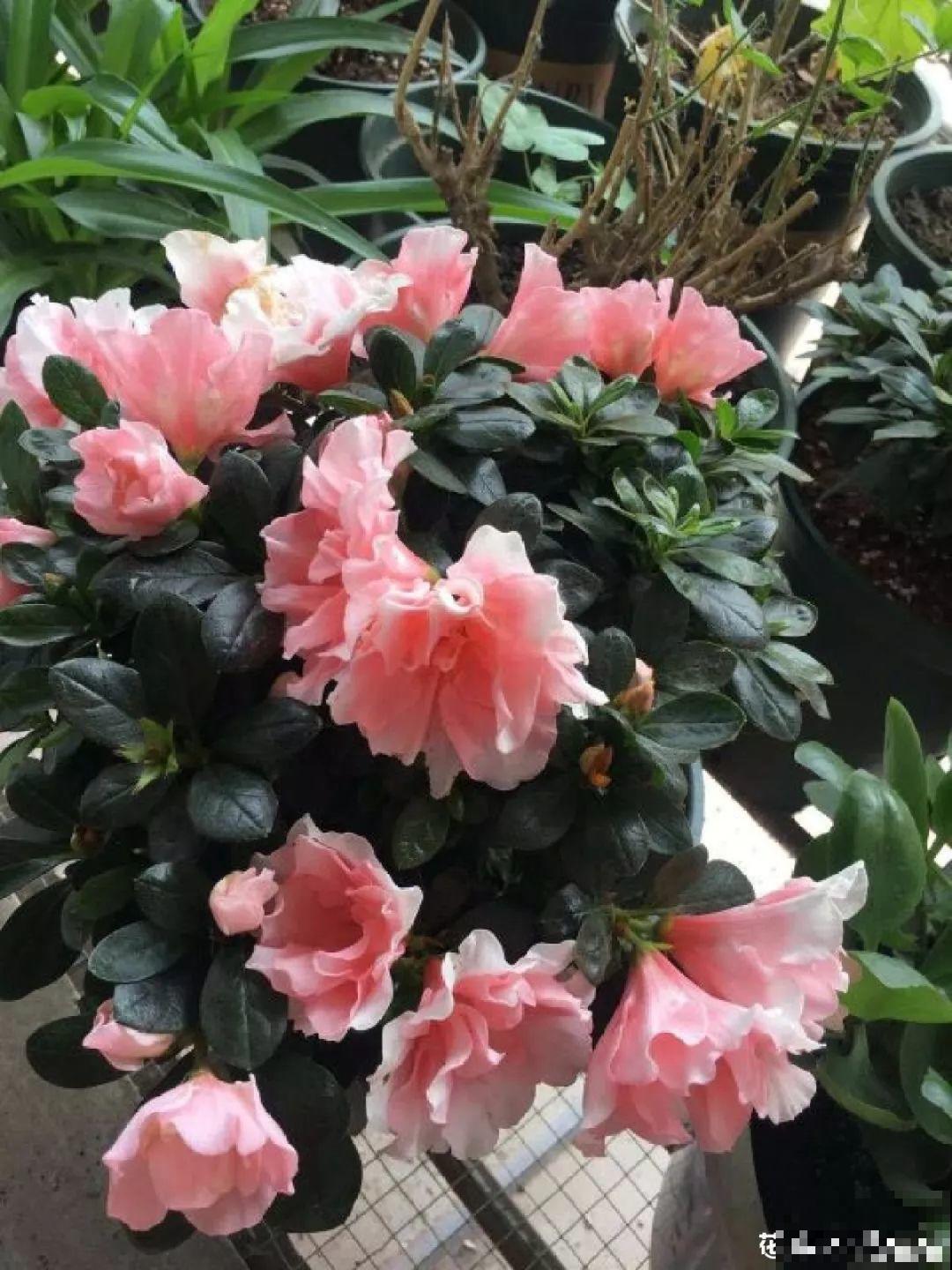 30种常见花的夏季浇水方法，告别烂根黄叶，养花无忧！