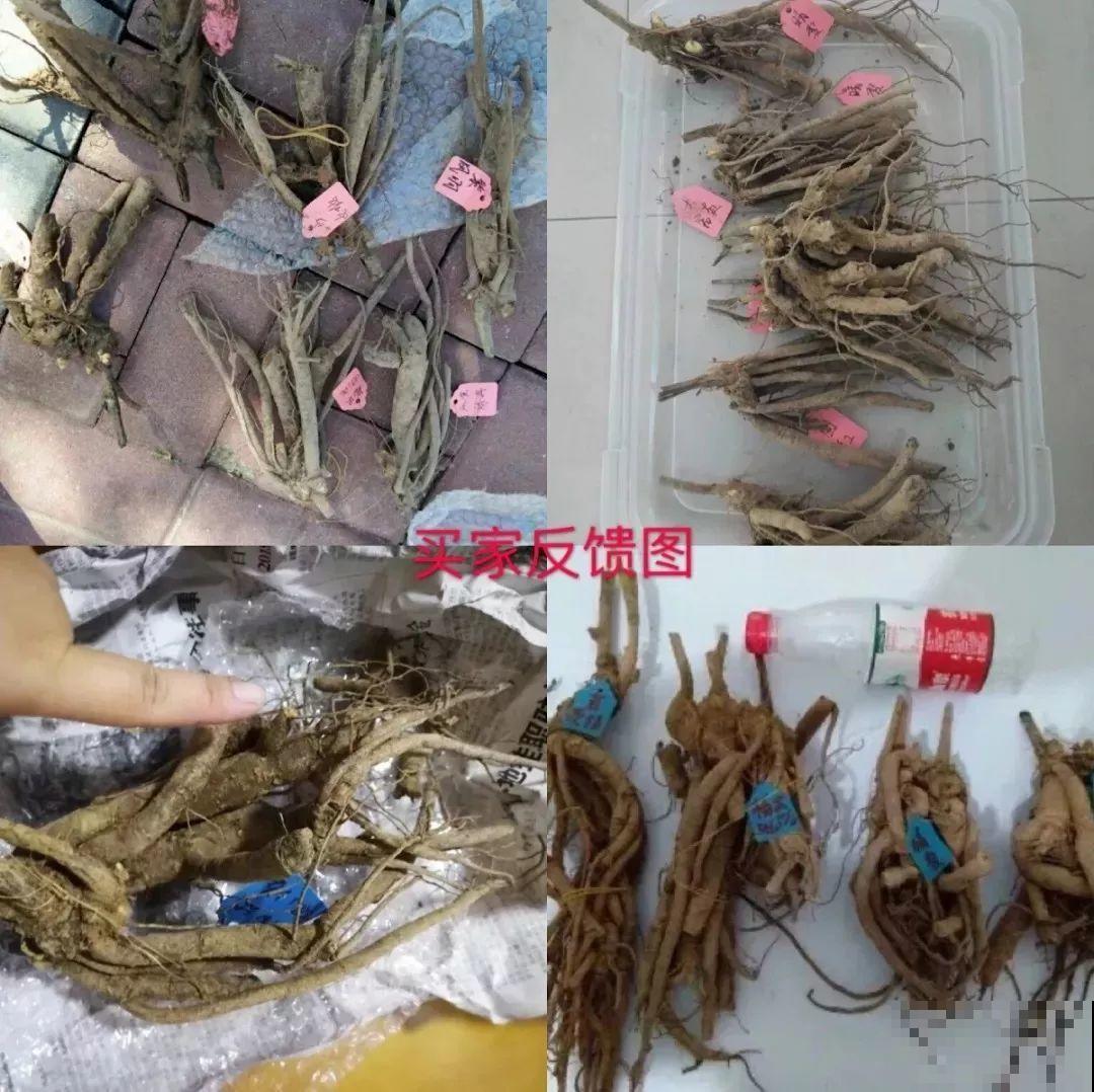 这种吉祥富贵花，秋天都要抢着养，错过再等一年！
