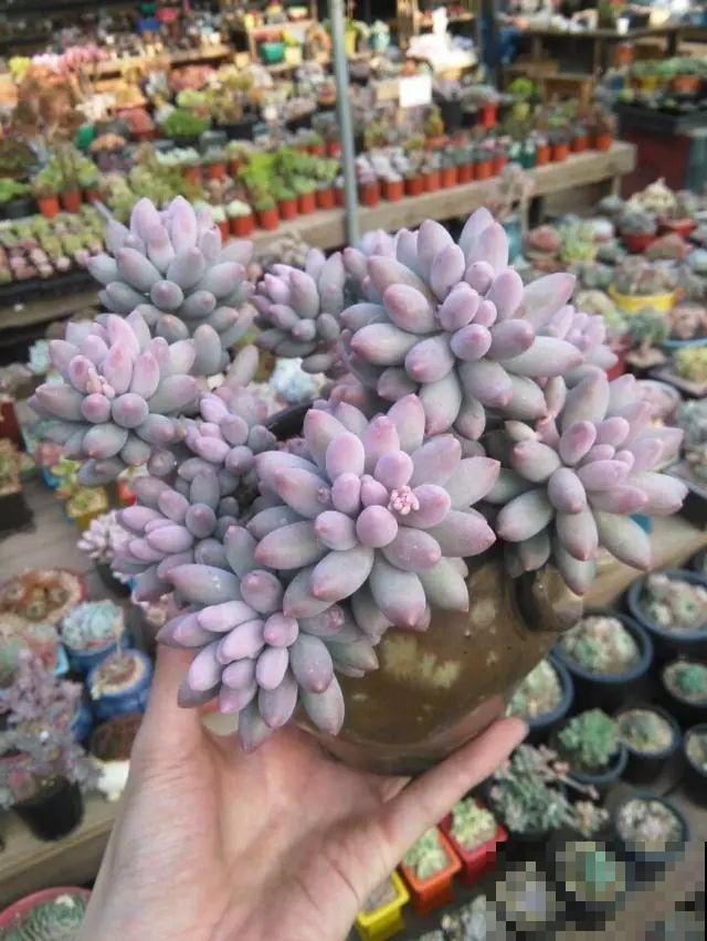 这5种多肉最难养，夏天还没过完就挂，新手慎入！