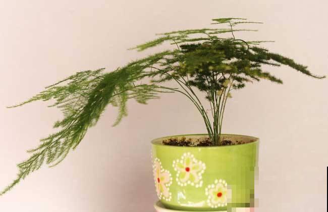 别人家的文竹，夏天都是“小森林”，羡慕啊！