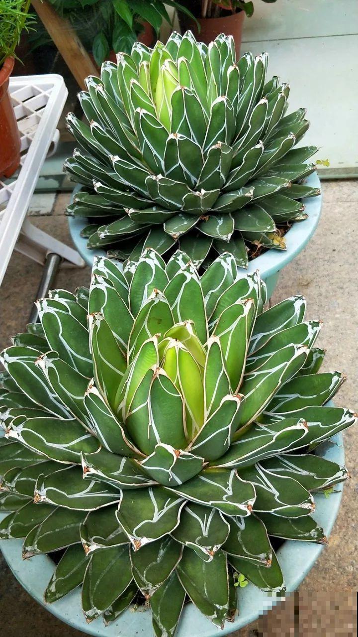 特干净的5种花，不招虫、没病害，家里养盆贼省事！