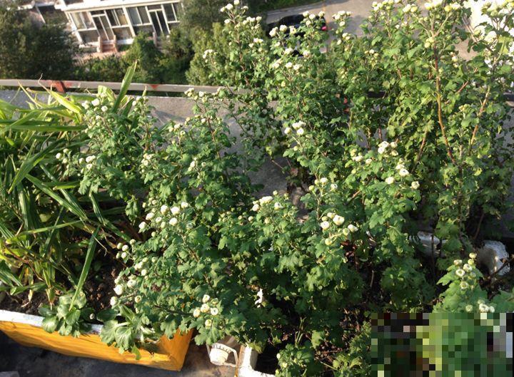 6种花越养越健康，晒干了还能卖钱，不养真的亏大了！