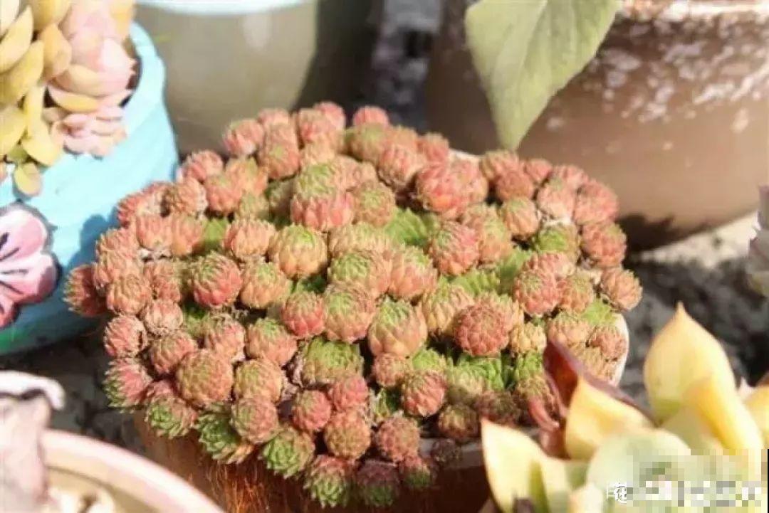 别让你家的多肉，熬过了热夏，却死在了初秋！