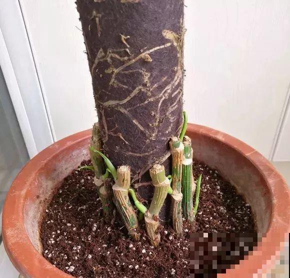这么贵的花，路边扔了一大堆，丢人也要捡！